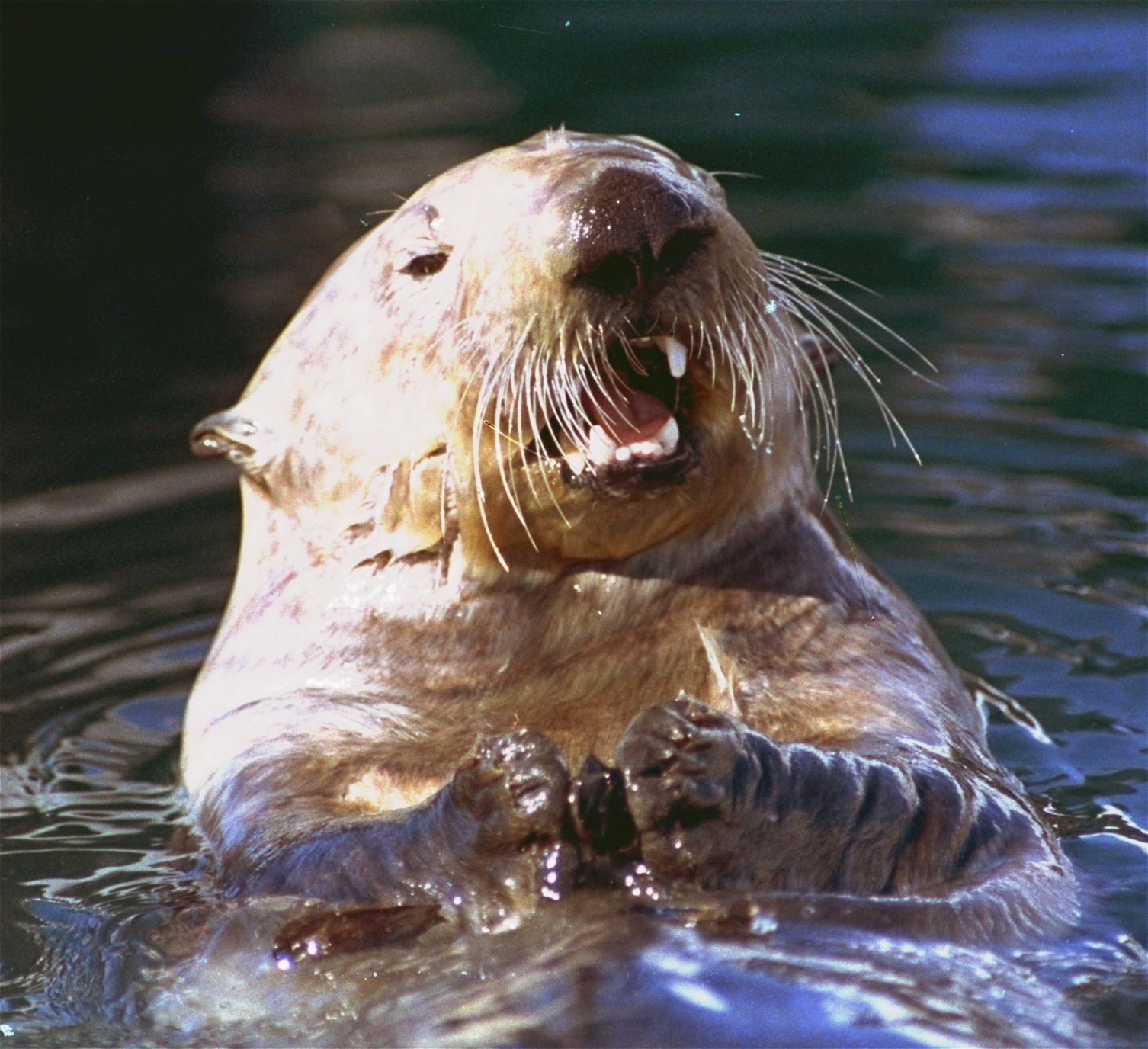 OIL SPILL OTTER